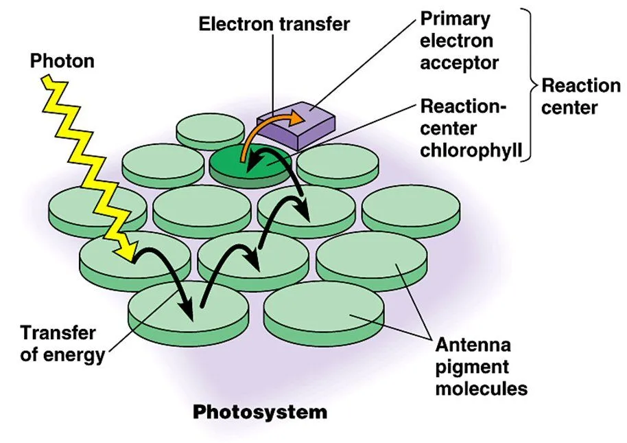 Structure of a photosystem